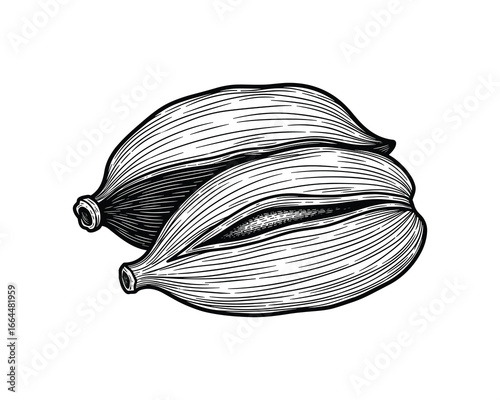 Detailed illustration of two cardamom pods, featuring a vintage engraving style, great for spice designs.