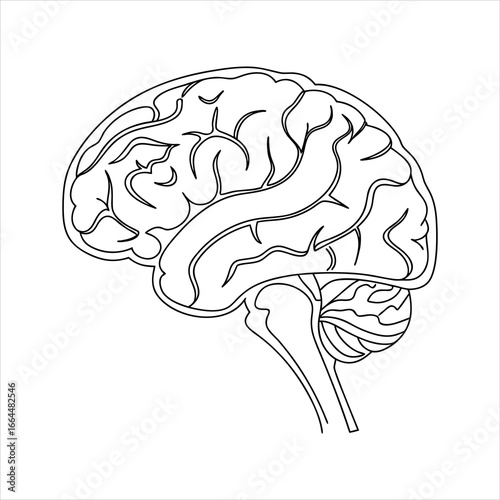 vector illustration of human brain
