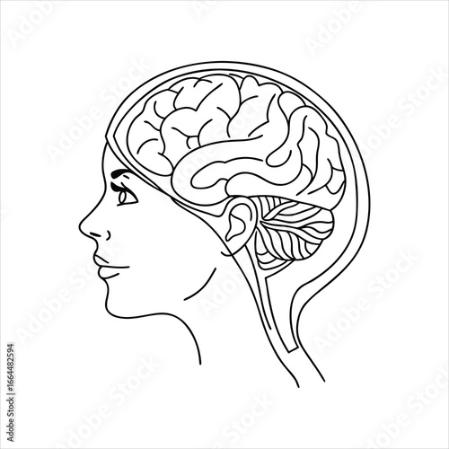 vector illustration of human brain