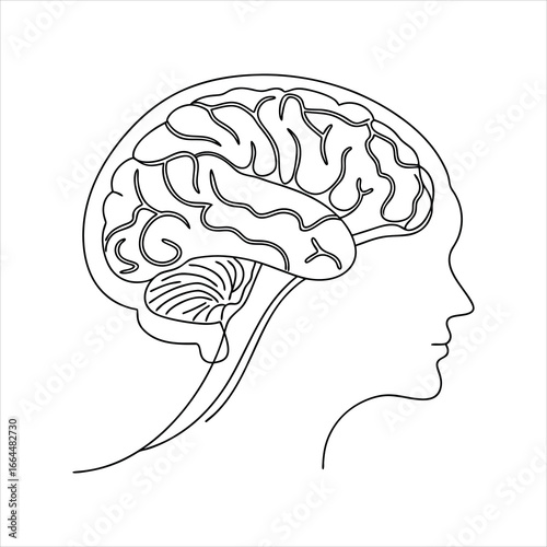 vector illustration of human brain