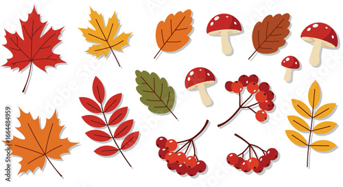 Autumn Leaves Mushrooms and Berries Illustration.