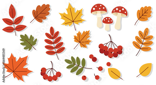 Colorful Autumn Leaves Berries and Mushrooms Vector Set.