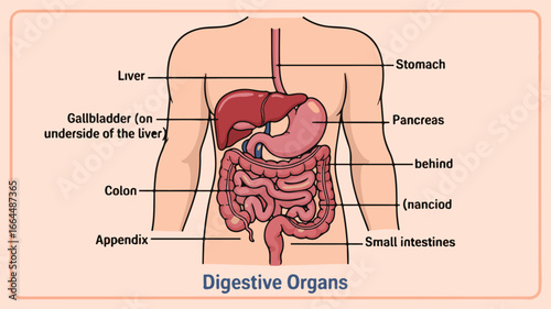 Human Digestive Organs Anatomy with Labels and Body Outline digestive system human anatomy
