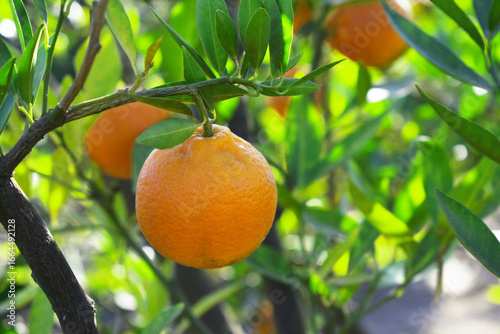 Wallpaper Mural ripe oranges on tree, close-up of a beautiful orange tree with orange, fruit hanging on a tree, Close-up of ripe oranges hanging on a tree in an orange plantation garden, Chakwal, Punjab, Pakistan Torontodigital.ca