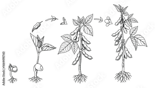 Botanical illustration of soybean growth stages, from seed to plant with pods. Black and white drawing, vector.