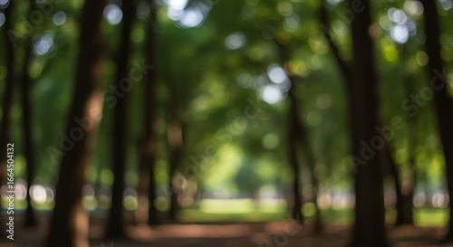Abstract Blurred Forest Path, Sunlight Through Trees