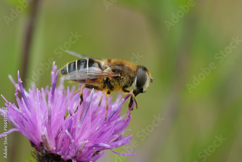Papier peint Closeup on a Stripe-winged Dronefly, Eristalis horticola on a purple knapweed