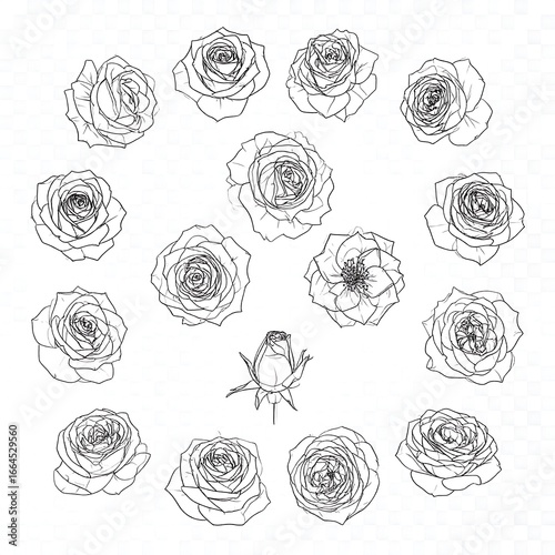 Circular arrangement of detailed line art rose illustrations