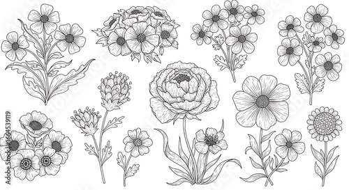 Botanical Line Art: Floral Sketches