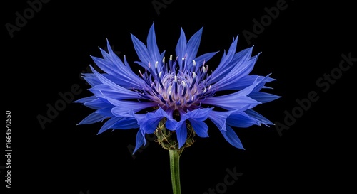Midnight Bloom: Cornflower Majesty