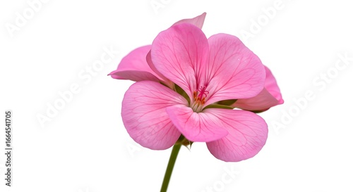 Pink Geranium: Delicate Bloom