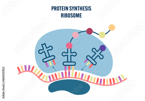 Protein synthesis ribosome illustration biology diagram molecular biology educational infographic science cell translation process academic classroom study textbook school teaching resource vector
