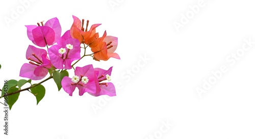 Bougainvillea Bloom: Vibrant Hues Against White