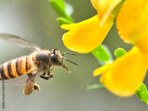 Close up of honeybee sucking flower nectar, honeybee flying around the flower,asian honey bee (apis cerana)