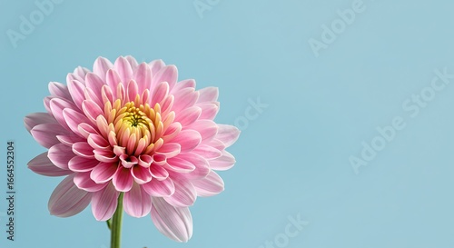 Pastel Dreams: A Pink Chrysanthemum Blooms