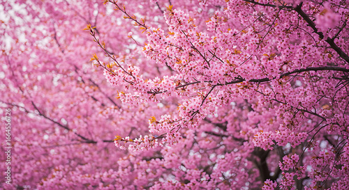 Pink Cherry Blossoms, Spring Flowers, Floral Background