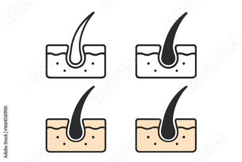 Hair follicle vector icon set. Skin cross section with hair root, bulb, and shaft. For concepts of hair growth, loss, alopecia, trichology, dermatology, and cosmetic care.