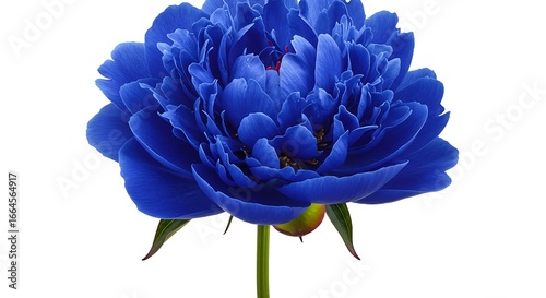 Sapphire Bloom: A Peony's Majesty