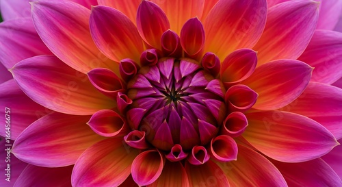 Dahlia's Heart: A Symphony of Color