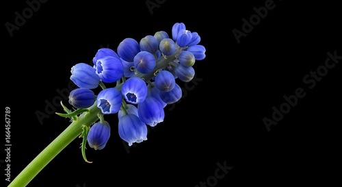 Midnight Bloom: Sapphire Muscari