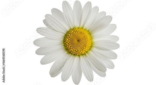 Daisy's Golden Heart: A Botanical Study