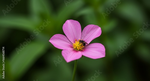 Pink Blossom's Busy Guest