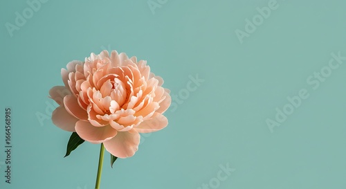 Peach Bloom: A Gentle Still Life