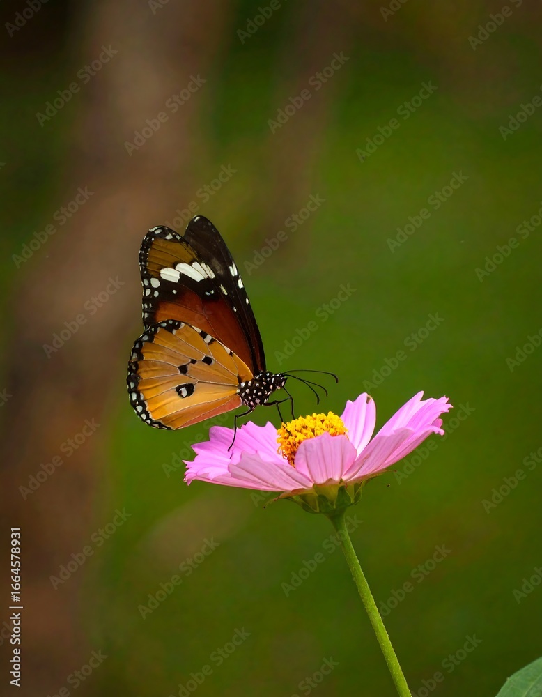 Fototapeta premium Butterfly on a pink flower