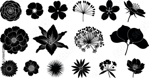 Floral Symphony Collection stunning display of intricately illustrated flower, showcasing the diversity and beauty of the natural world with various different types.