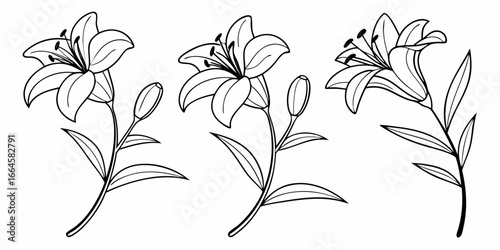 Elegant Lily Flowers Line Art Illustration