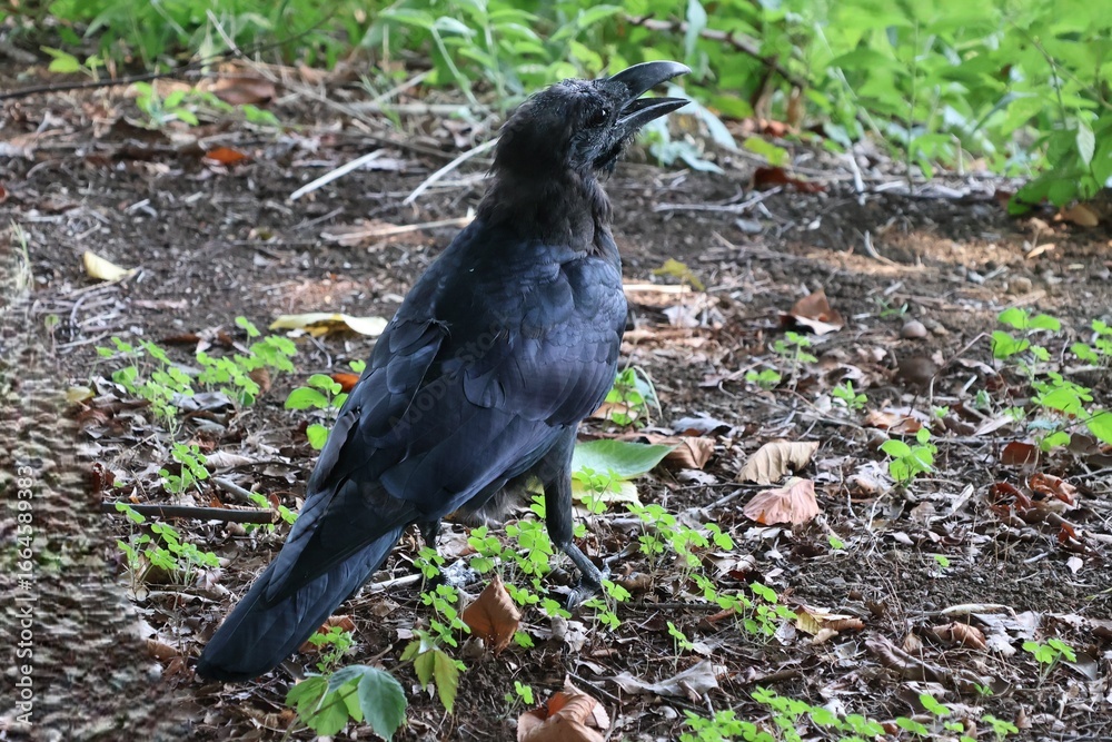 Obraz premium Japanese crow is completely black
