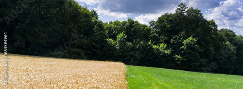 A cereal called wheat. A plant whose grains are used to make flour for food.