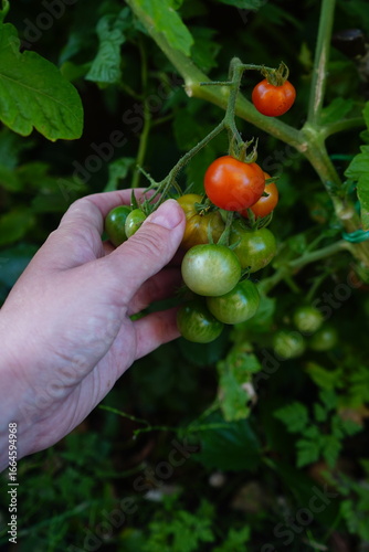 hand picking cherry tomatoes