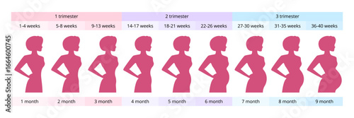 Pregnant woman showing belly growth from first to third trimester