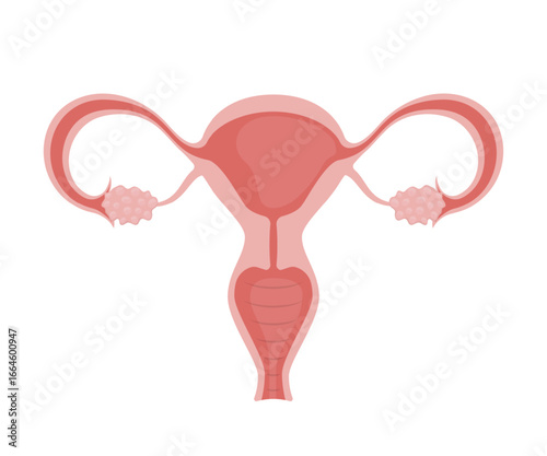 Female reproductive system showing uterus, ovaries and fallopian tubes