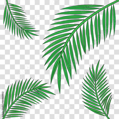 Green palm fronds on transparent background leaf tropical