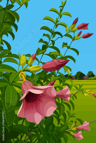 The image shows the Pink Allamanda (Allamanda blanchetii) in full bloom. The trumpet-shaped pink flower stands out among the glossy green leaves, with several unopened buds nearby, showing different s