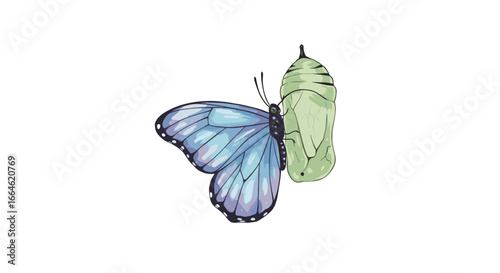 Blue Morpho Butterfly Emerges from Chrysalis Showing Transformation and New Beginning isolated on white background