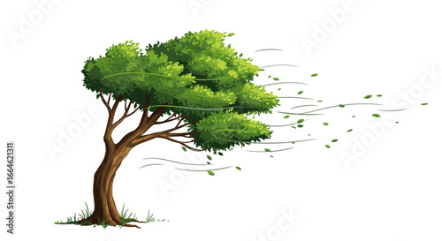 Green Tree Swaying in Strong Wind Losing Leaves Isolated on White Background