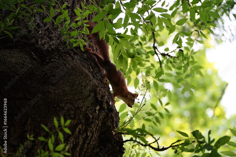 Obraz premium Red squirrel in forest