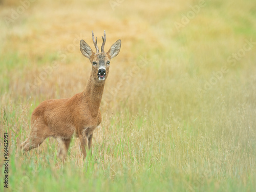 Roe deer