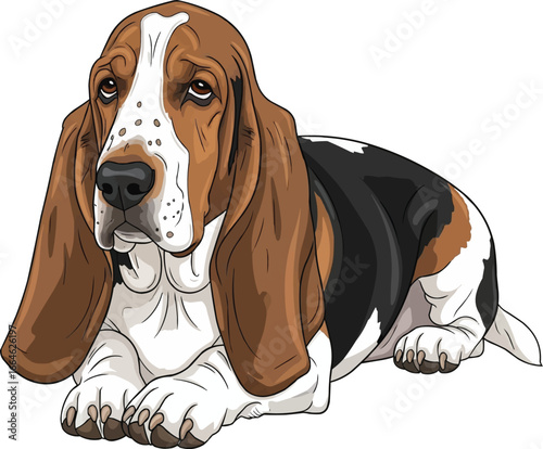 Basset Artesien Normand dog lying down relaxed front view vector