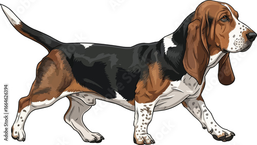 Basset Artesien Normand dog walking side view vector illustration
