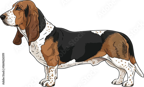 Basset Artesien Normand dog standing side profile view illustration