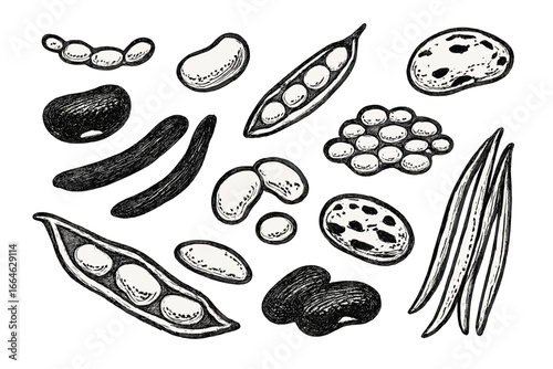 Hand drawn vector collection of beans and legumes. Sketch illustration set of various seeds, pods. Engraving style icons for organic, vegan food and agriculture design.