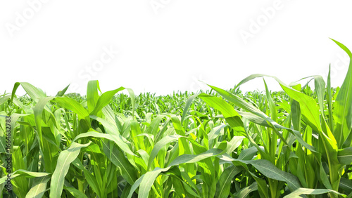 Corn Green Field Isolated on a White Background with Copy Text Space. Agricultural Element for Nature, Farming, and Harvest-Themed Designs. PNG File