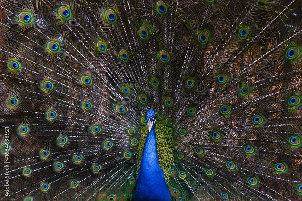 Naklejka premium Close up peacock spreading tail feathers