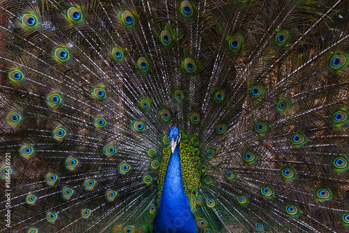 Close up peacock spreading tail feathers