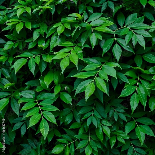 background of green leaves