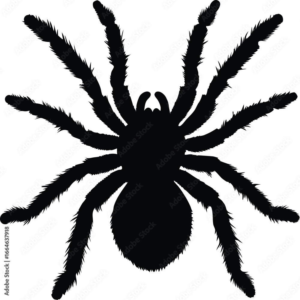 Obraz premium Large tarantula spider silhouette with hairy legs spooky Halloween vector illustration creepy haunted spider design, Spooky hairy tarantula silhouette, Haunted Halloween spider illustration